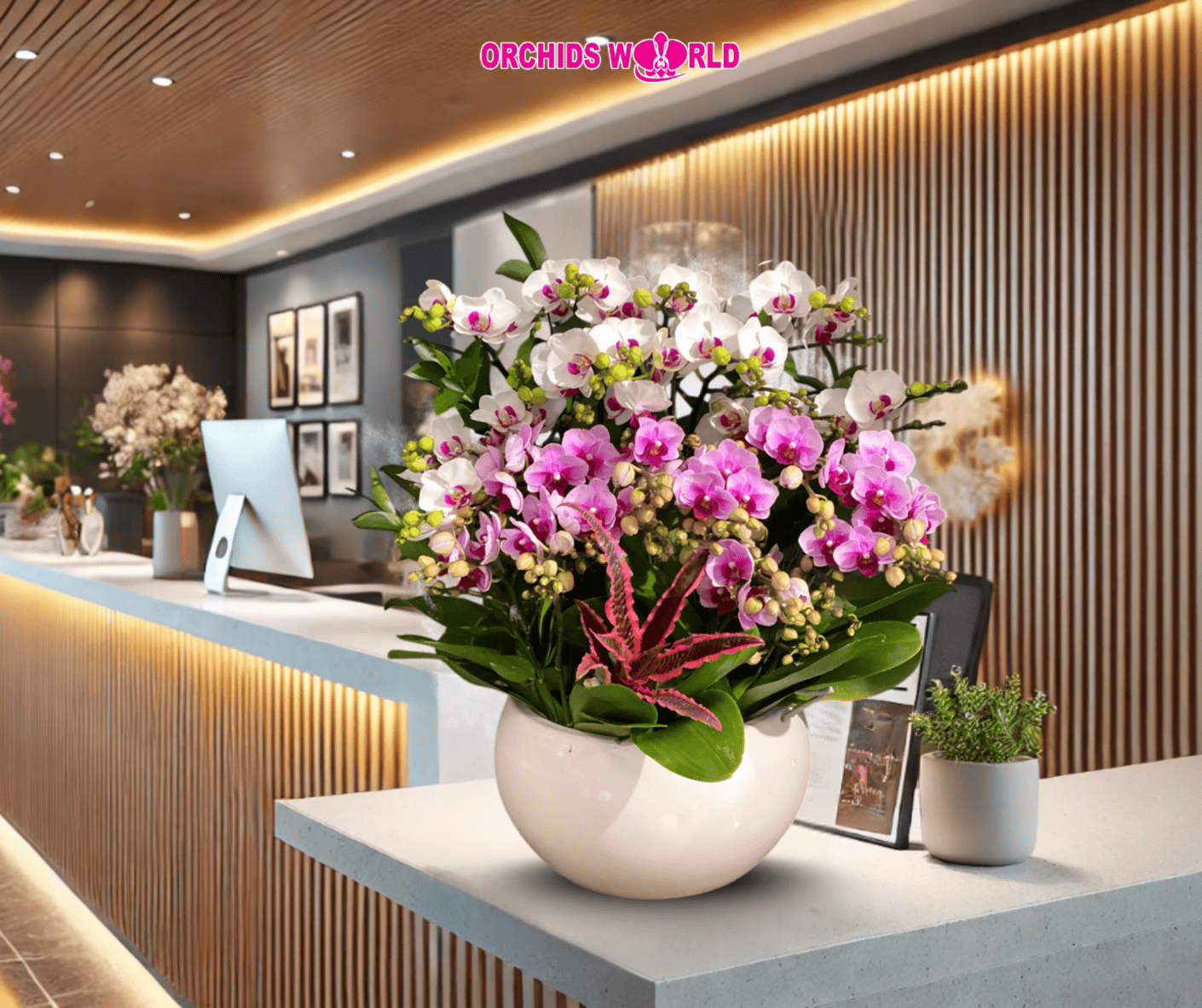 chậu lan hồ điệp mini đặt lễ tân