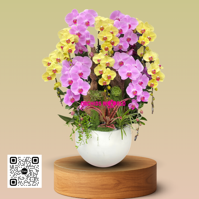 chậu lan hồ điệp 10 cành hồng vàng ghép lũa