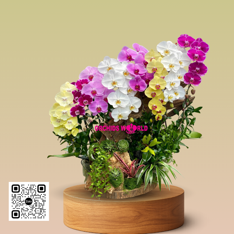 lan hồ điệp ghép lũa mix màu