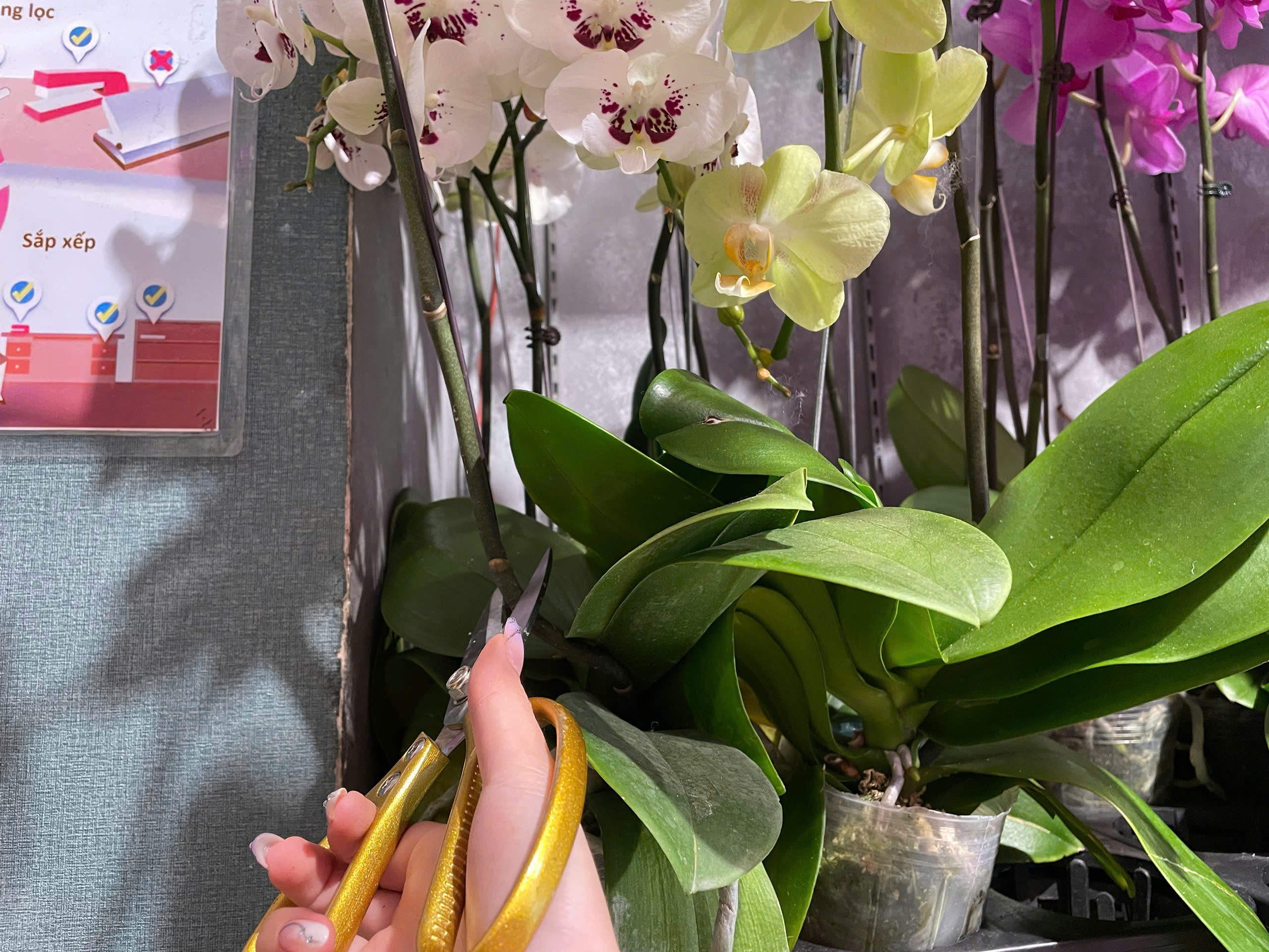 lan hồ điệp tàn hoa phải làm gì? cắt tỉa cành lan