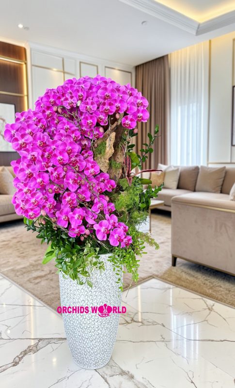 ánh sáng cho lan hồ điệp trong nhà