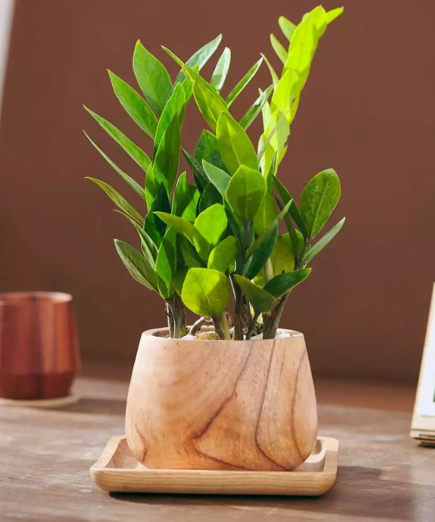 cây kim tiền - hoa để bàn làm việc đẹp