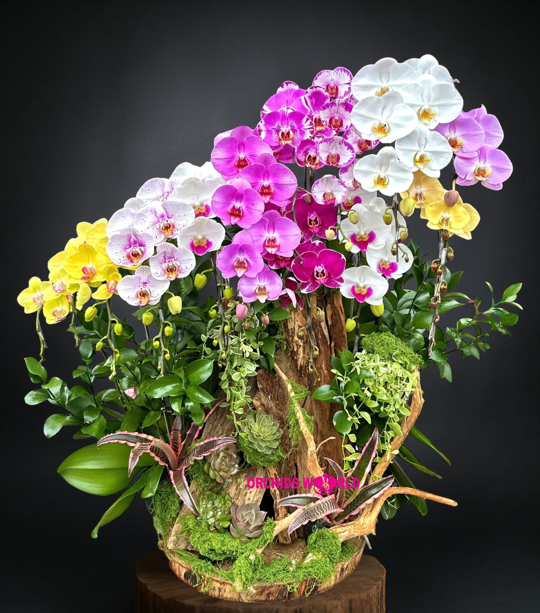 chậu lan hồ điệp mix màu