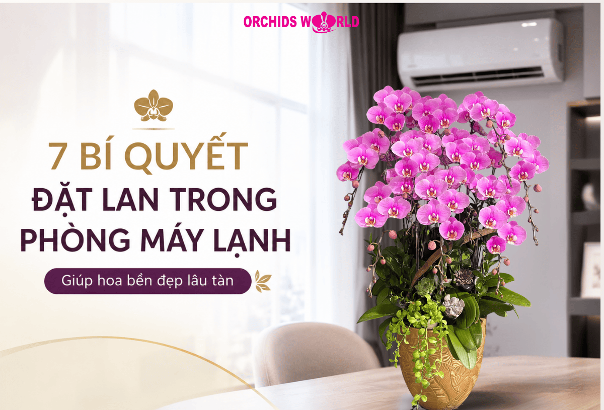 đặt lan trong phòng máy lạnh