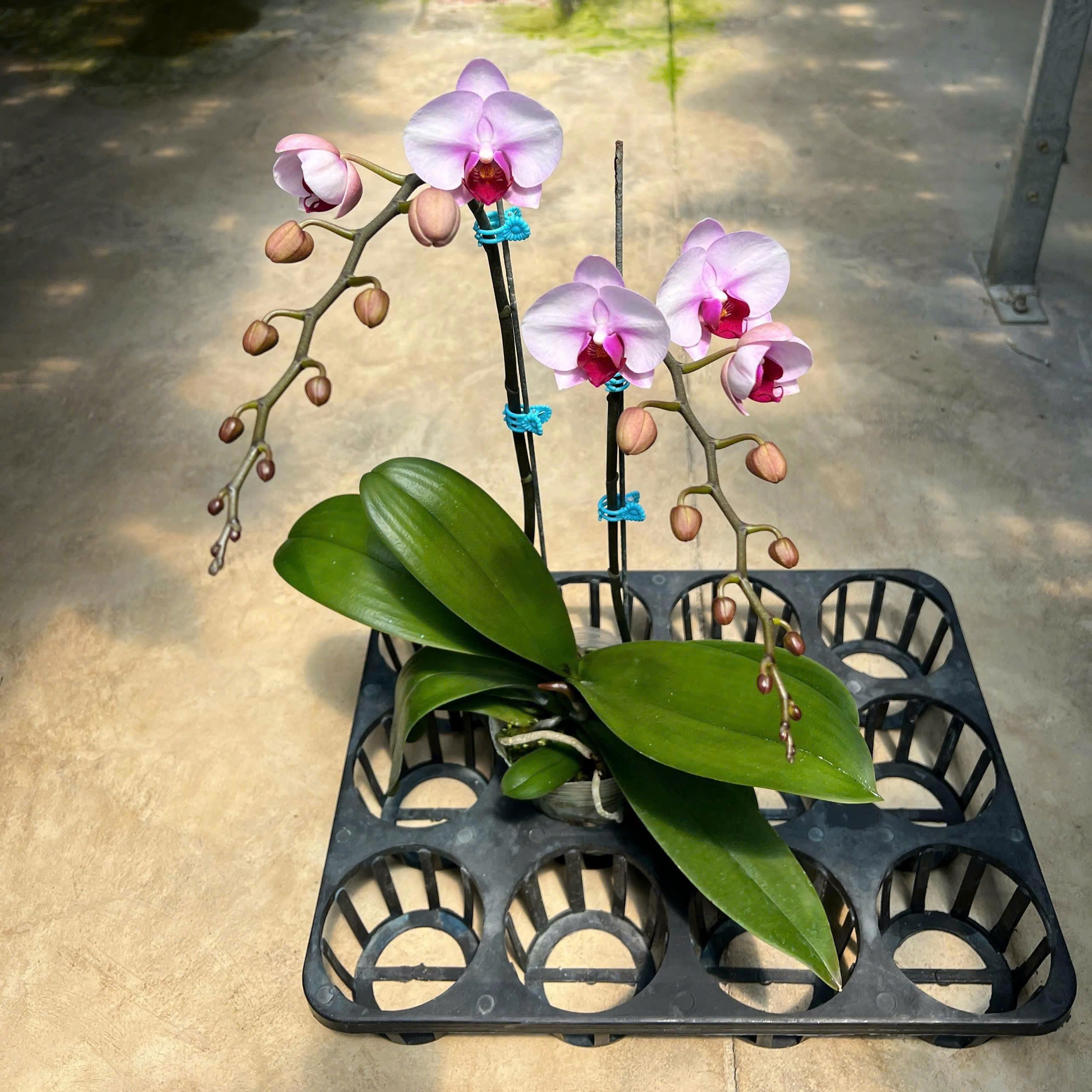 thay rễ lan hồ điệp