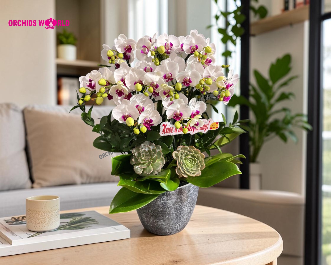 chậu lan hồ điệp cho căn hộ chung cư