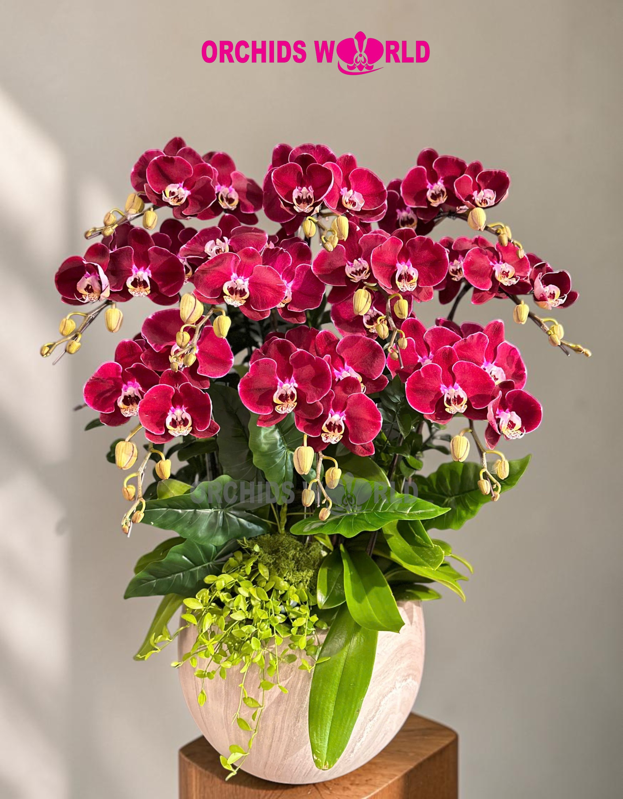 chậu lan hồ điệp đỏ cherry