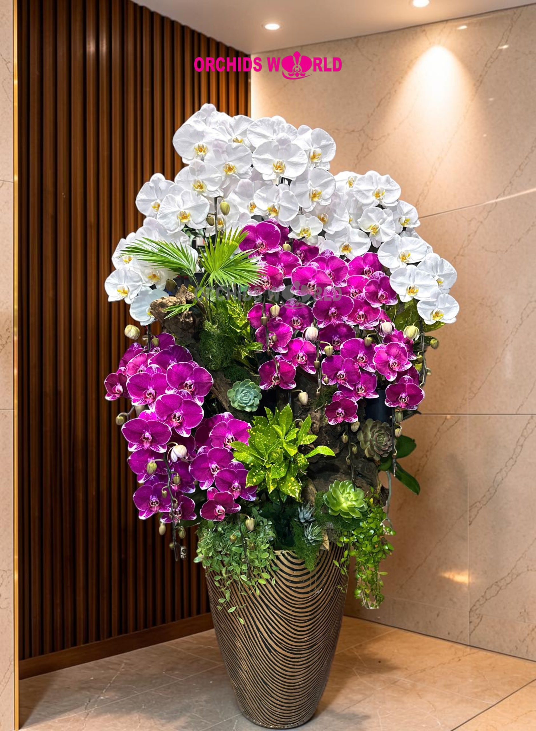 kinh nghiệm chọn lan hồ điệp