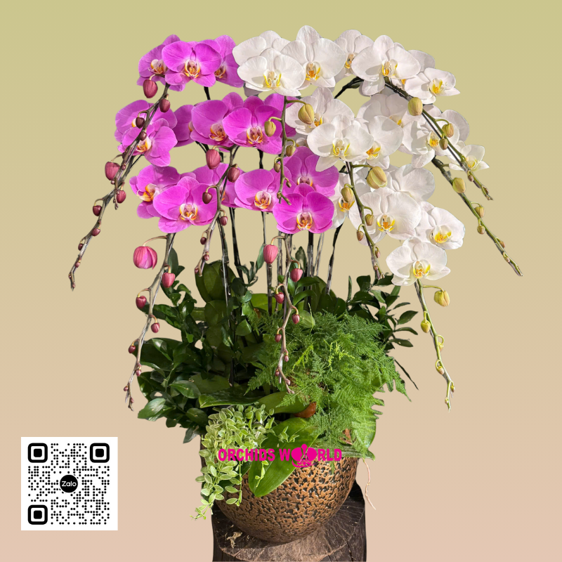 chậu lan hồ điệp 10 cành trắng mix hồng