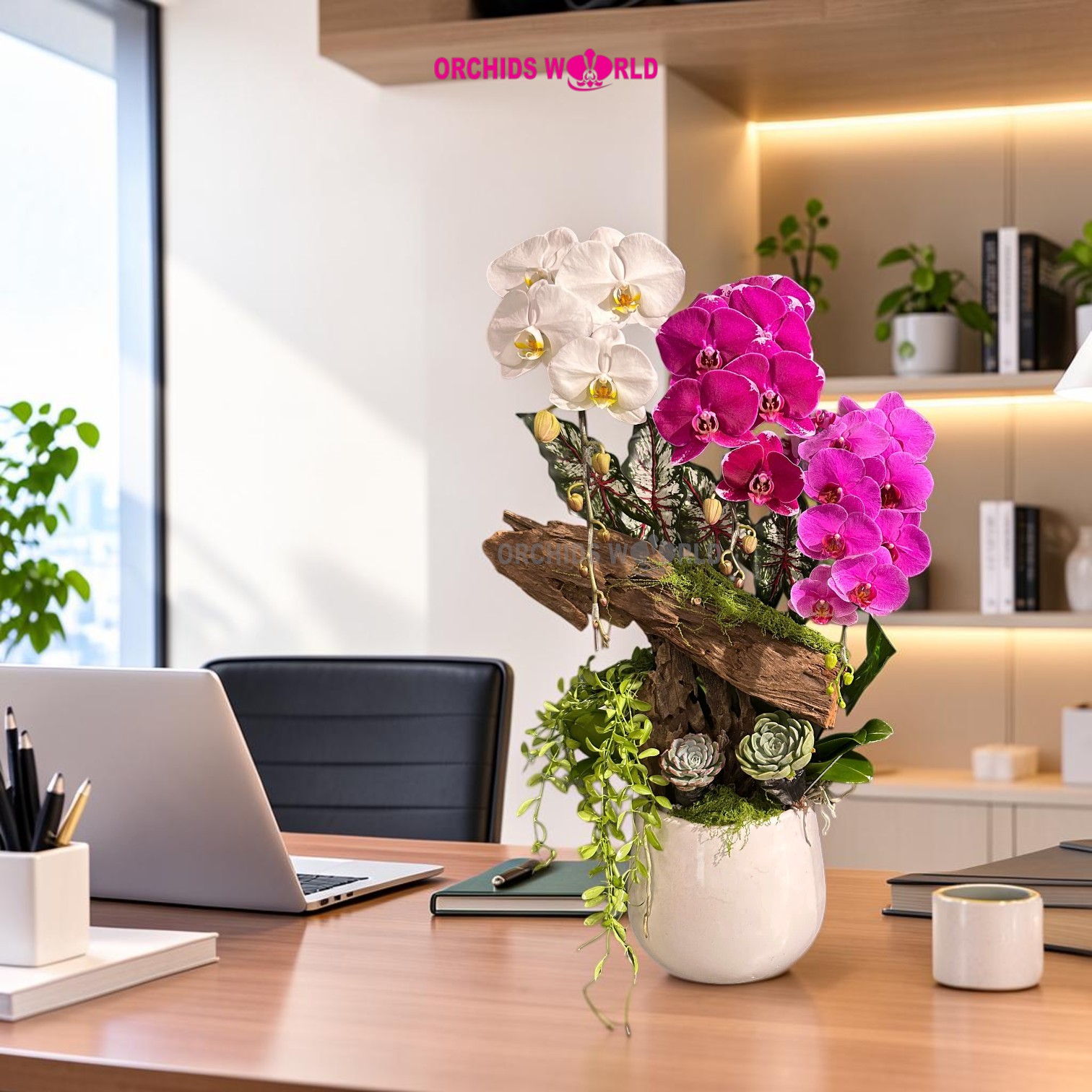 lan hồ điệp cho bàn làm việc: chậu lan 3 cành