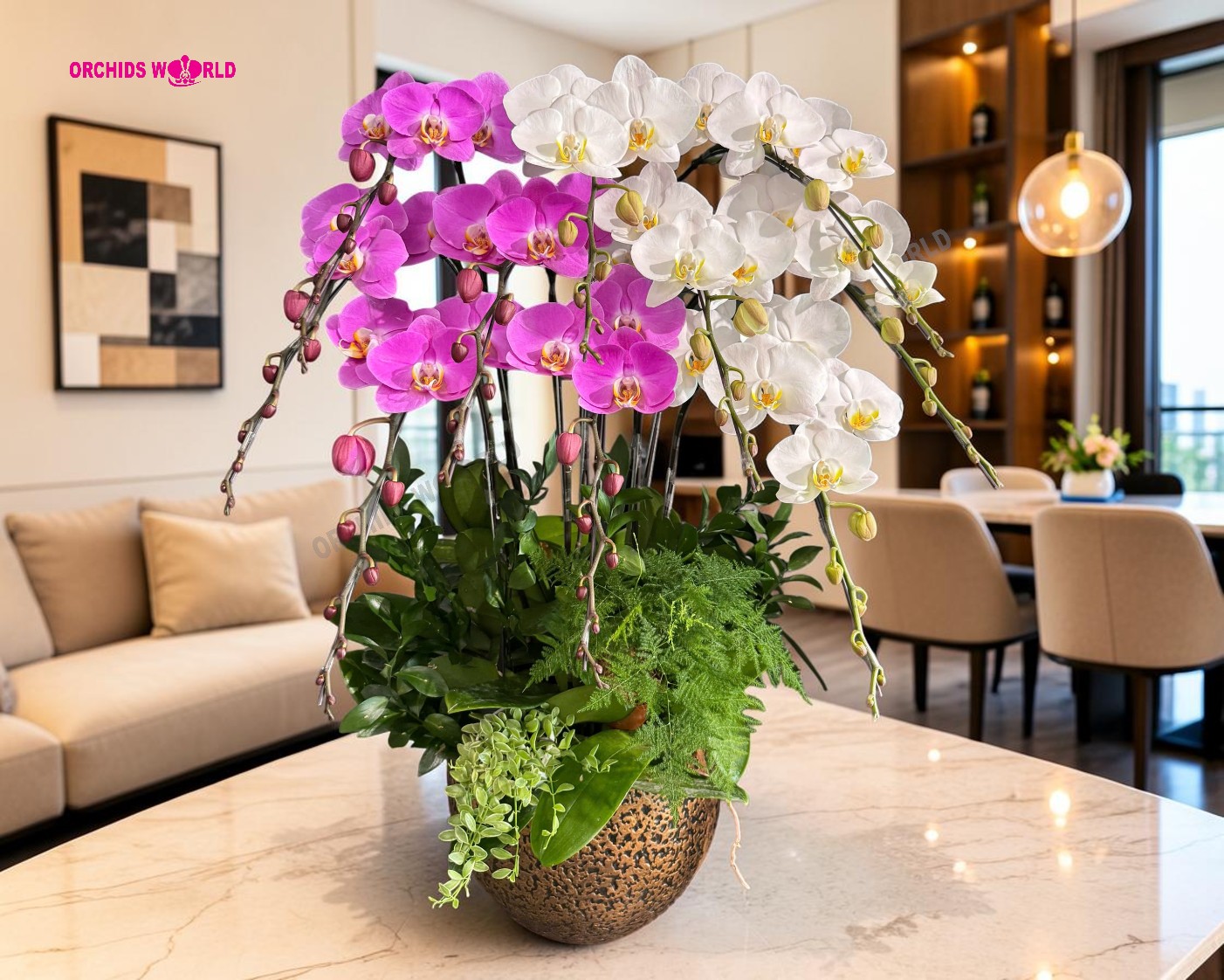 chậu lan hồ điệp được đặt ở phòng khách