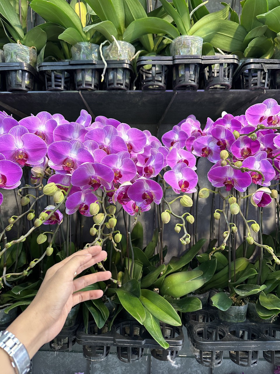 nguyên nhân khiến lan không ra hoa